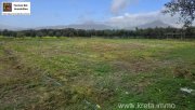 Tympaki Olivenhain 5.500 m² in Tympaki, Kreta zu verkaufen Grundstück kaufen